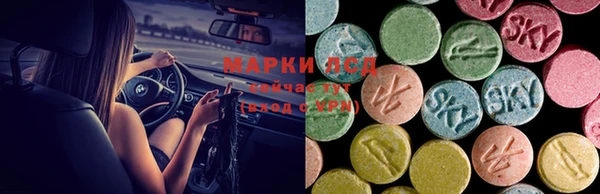 индика Новозыбков